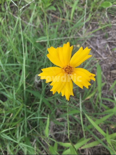 plant,식물,노랑,꽃,화분,식물,자연,plants,nature,꽃,flower