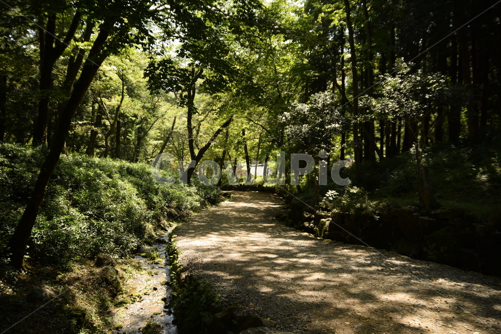 숲길,시골,숲,길,도로,풍경,나무,풀,forestroad,countryroad,forest,road,landscape,trees,grass,자연,풍경,nature,landscape,path,통로