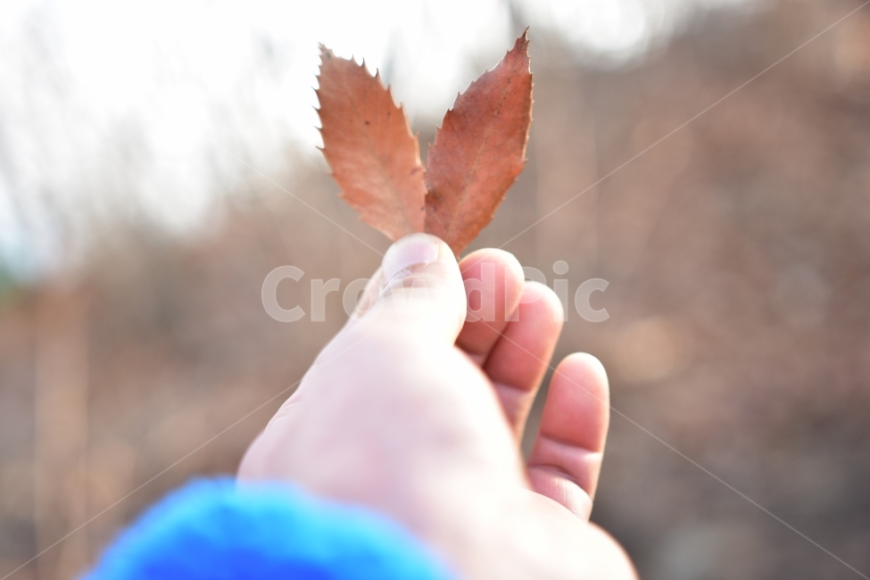낙엽,하트,손,등산로,가다림,등산,낙엽두개,겨울,fallenleaves,heart,hand,Hikingtrail,겨울,계절,winter,season,식물,자연,plants,nature