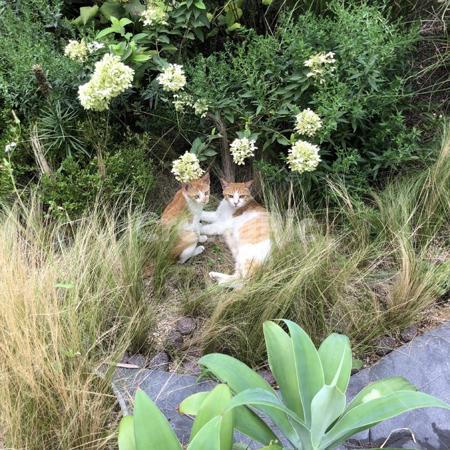 고양이,animal,동물,cute,cat,동물,animal,포유류,mammal,고양이,cat,kitten,kitty