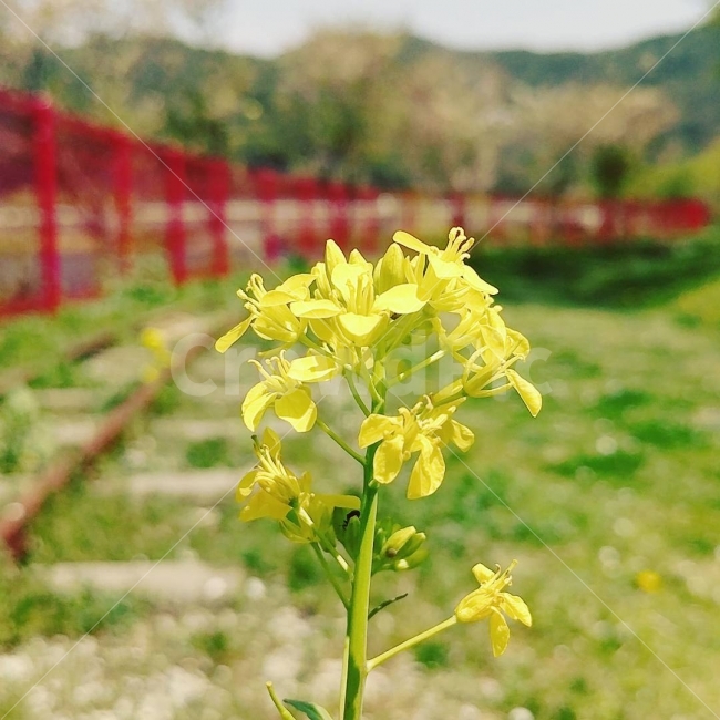 전남,전라남도,풍경,여행,자연,꽃,공원,식물,풀,함평,자연생태공원,flower,nature,park,plants,landscape,travel,식물,자연,plants,nature