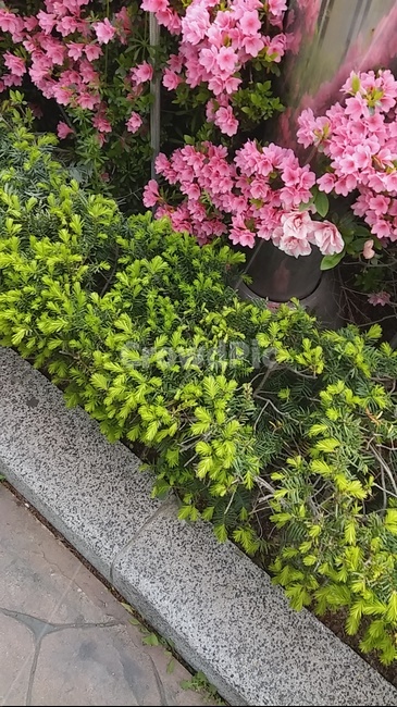 진달래,봄꽃,꽃,flower,도로변