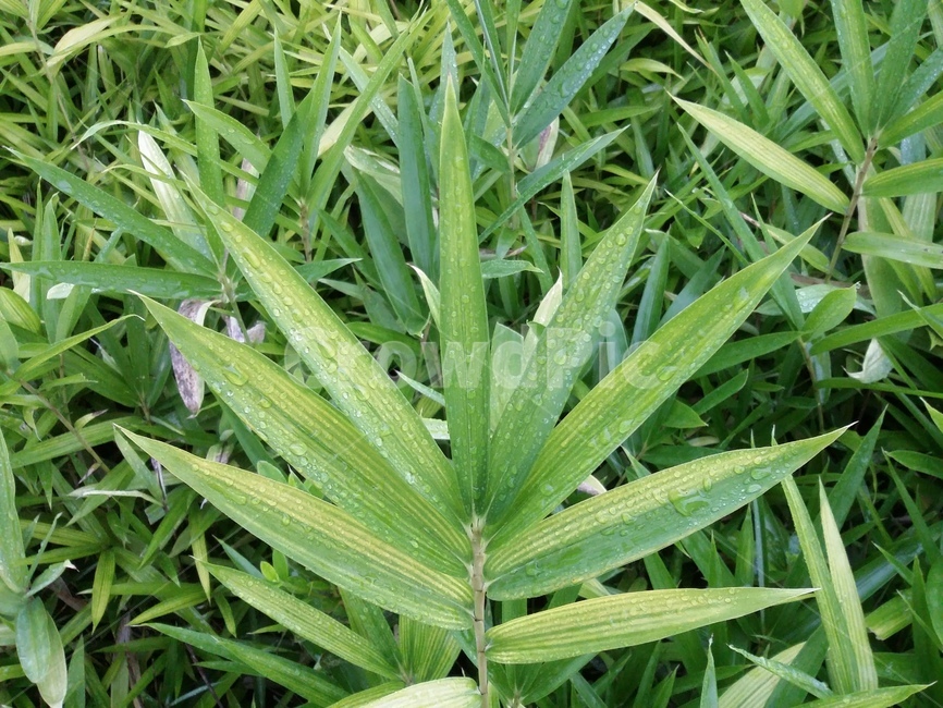 plant,식물,자연,잎,leaf,식물,자연,plants,nature