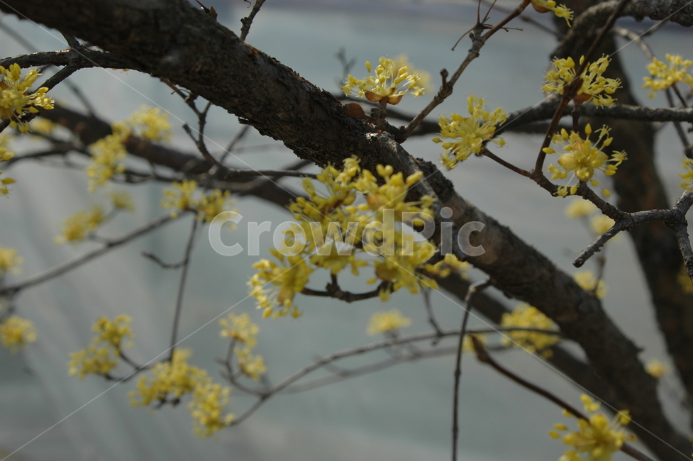 산수유,산수유나무,산수유꽃,산수유축제,축제,노란꽃,식물,자연,plants,nature,꽃,flower