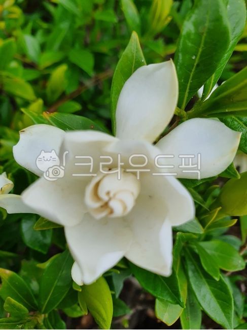 치자꽃,치자나무,식물,plant,꽃