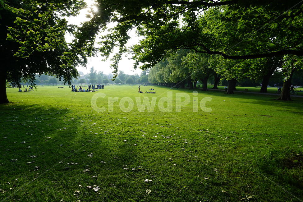 공원,잔디,햇살,휴식,영국,park,자연,풍경,nature,landscape,해외,외국,세계,foreign,oversea,world,세계자연풍경,해외자연풍경,외국자연풍경,world nature landscape,grass,plant,식물,lawn