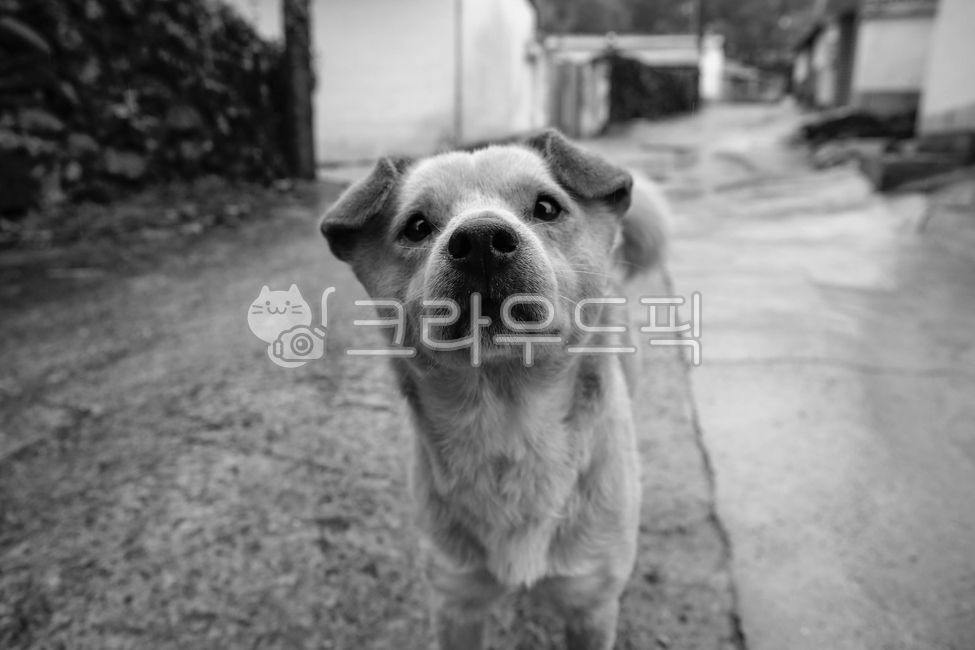 stretching,Yellowy,Pets,hybrid,mammal,country dog,cuteness,animal,dog,mammalia,pet