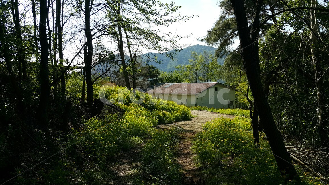 봄,봄날,아기똥풀,창고,산속오두막,산막,자연,풍경,nature,landscape,outdoors,옥외
