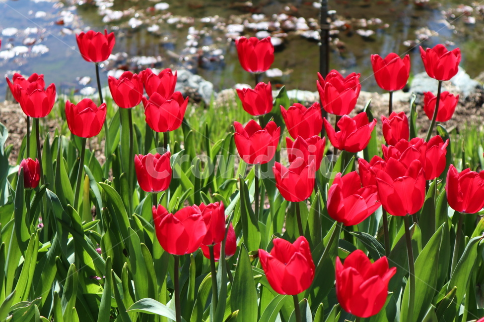꽃,봄꽃,튤립,빨간튤립,빨간꽃,정원,red,flower,식물,자연,plants,nature,꽃,flower