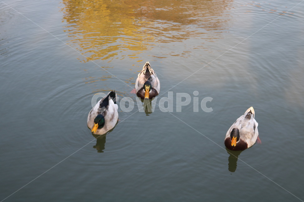 bird,새,animal,동물,water,물,duck,오리,청둥오리,mallardduck,nature,호수,lake