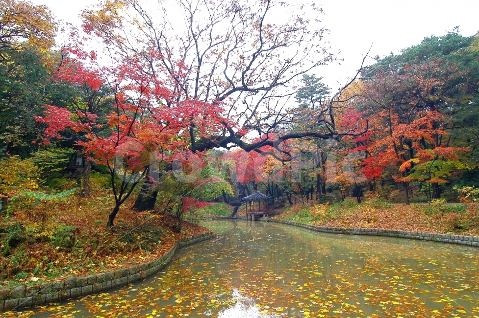 단풍,가을,낙엽,창덕궁,비원,후원,관람지,연못,관람정,가을풍경,가을이미지,배경,백그라운드,풍경,나무,단풍나무,배경이미지,정자,자연,한국,한국전통,관광,여행,관광지,서울,명소,세계문화유산,비경,자연,풍경,nature,landscape,가을,계절,fall,autumn,season,랜드마크,landmark,tourist attraction,한국전통,한국문화,korean traditional,korean culture,plant,식물,tree