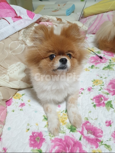 포메라니안,강아지,반려견,개,동물,동물,animal,포유류,mammal,개,강아지,dog,doggy