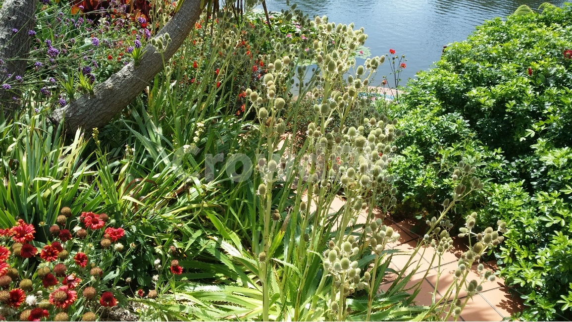 강변,식물,꽃,청정수,식수원,숲,관광지,식물,자연,plants,nature,꽃,flower