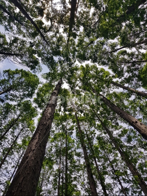 메타세콰이아숲,메타세쿼이아,장태산,metasequoia,나무,자연,풍경,nature,landscape,tree,plant,식물
