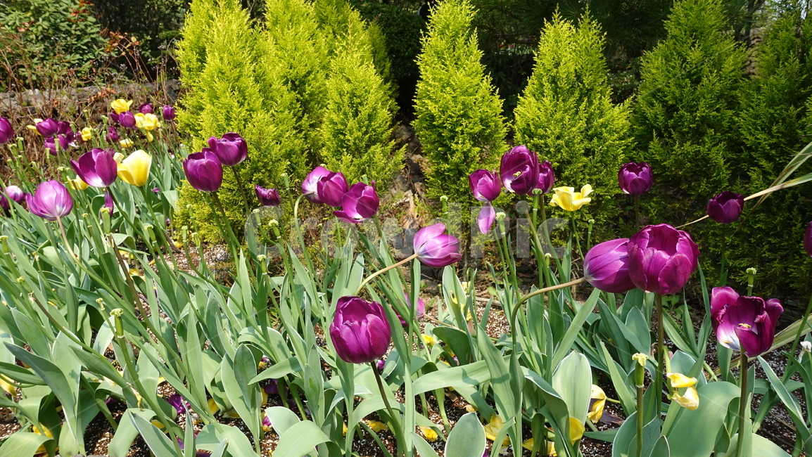 꽃,튤립,보라,초록,putple,flower,tulip,green