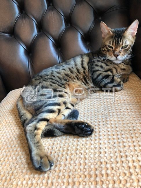 고양이,벵갈고양이,뱅갈고양이,bengalcat,cat,animal,pet,반려동물,애완동물,동물