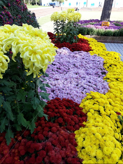 국화,가을,부천,국화축제,산책,식물,자연,plants,nature,꽃,flower