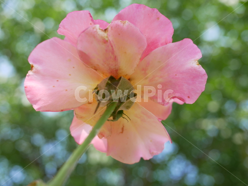 꽃,flower,장미,blossom,꽃받침,식물,자연,plants,nature,꽃,flower