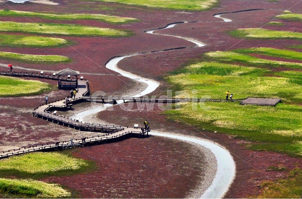전남,신안,증도,태평염전,삐비,함초,정자,물길,자연,풍경,nature,landscape