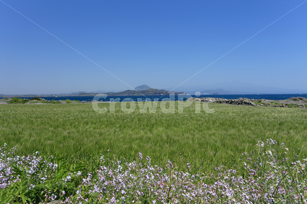 가파도,청보리,청보리밭,보리,보리밭,제주,제주도,바다,섬,봄,풍경,봄풍경,계절,꽃,야생화,밭,논밭,논,시골,전원,식물,농작물,작물,녹색,그린,자연,수평선,하늘,배경,백그라운드,아름다운,농업,재배,곡물,들,들녘,들판,송악산,산방산,한국