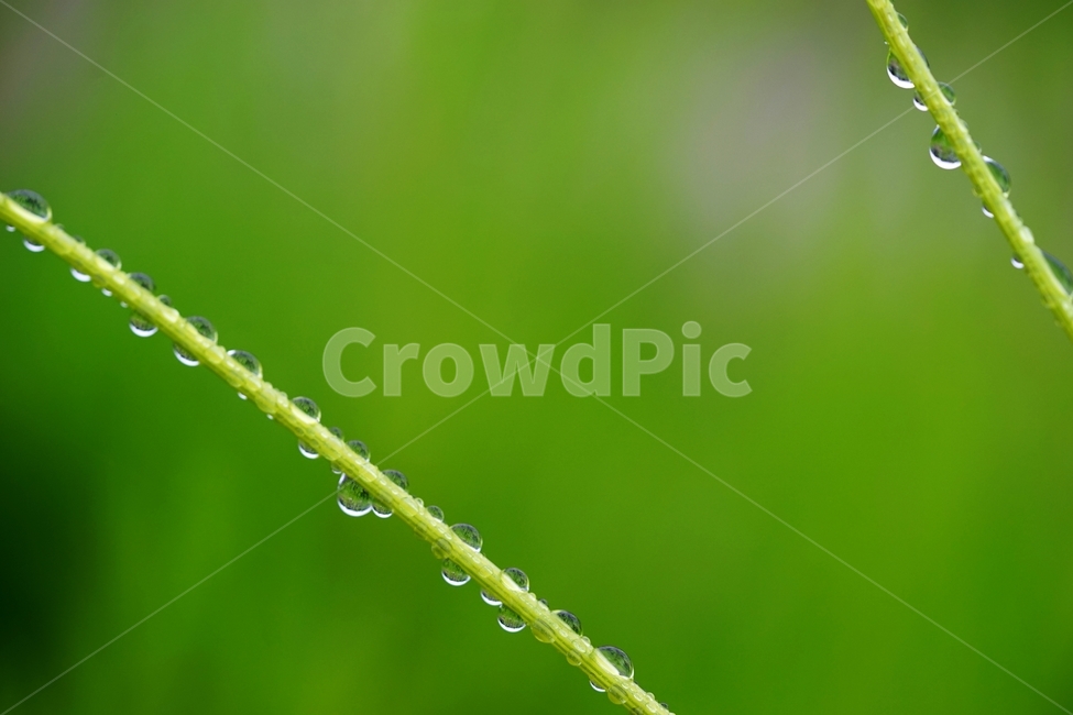 풀,풀잎,빗방울,비,물방울,봄비,식물,자연,plants,nature,휴식,힐링,rest,relaxation,healing,비,비오는날,rain,rainy