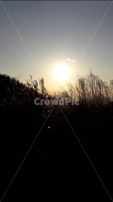 자연,풍경,일몰,저녁,갈대,자연,풍경,nature,landscape,light,빛,flare,플레어,sunlight,햇빛