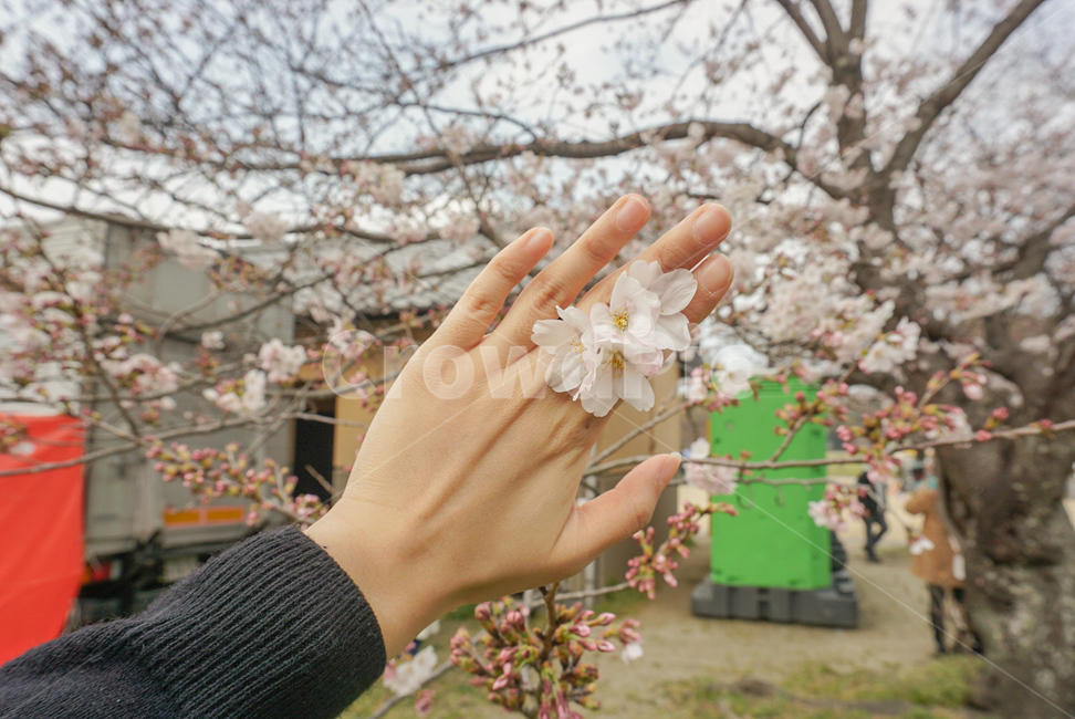 벚꽃,식물,꽃,나무,봄꽃,flower,봄,계절,spring,season,식물,자연,plants,nature,꽃,flower,plant,blossom,cherry blossom