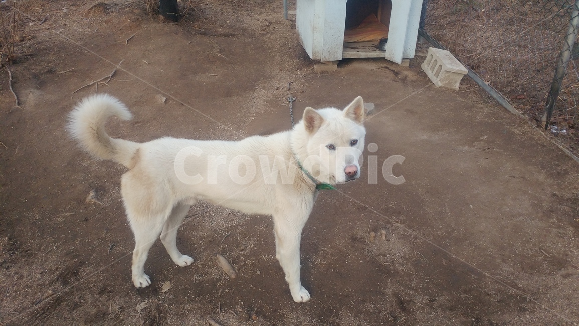 개,반려견,풍산개,북한개,명견,동물,animal,포유류,mammal,개,강아지,dog,doggy
