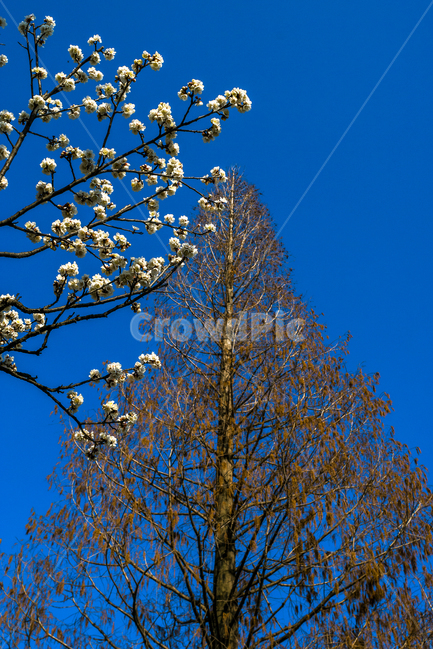 매화,매화꽃,나무,식물,꽃,파란하늘,flower,식물,자연,plants,nature,나무,trees,wood