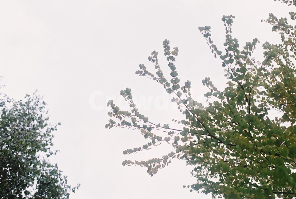나무,가지,나뭇가지,하트나무,하늘,식물,자연,plants,nature