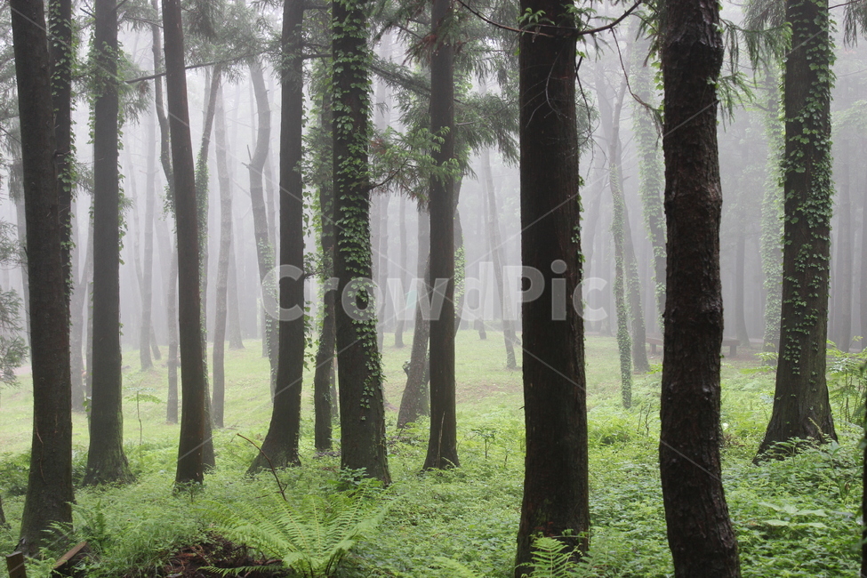 숲,나무,안개,산림,수풀,forest,wood,fog,mist,자연,풍경,nature,landscape