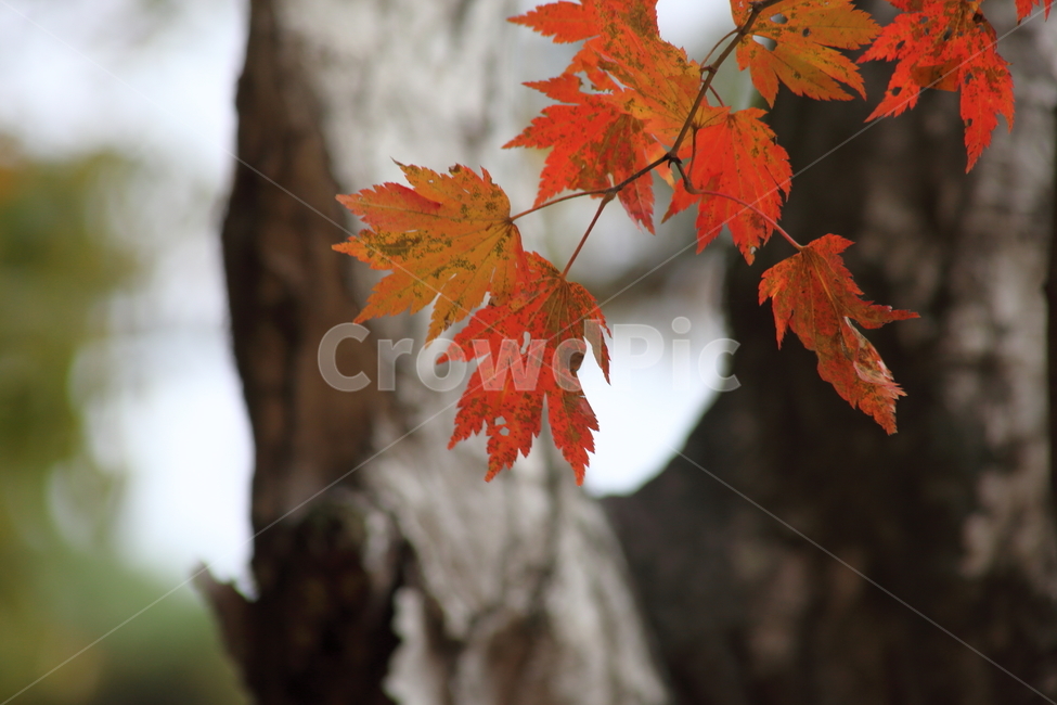 단풍,잎,가을,redleaves,leaf,단풍나무,가을,계절,fall,autumn,season,plant,식물,tree,나무