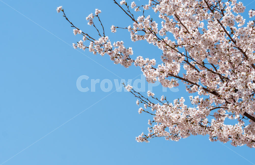 벚꽃,봄꽃,꽃,계절,spring,season,cherrymlossoms,꽃축제,파란하늘,푸른하늘,자연,가로수,벚꽃축제,연분홍색,핑크색,바탕,공원,flower,nature,garden,beautiful,예쁜,봄,나무,수수한