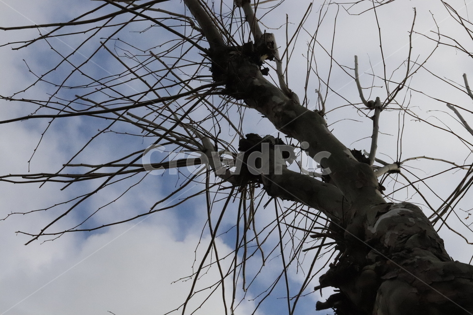 나무,줄기,분위기,구름,독특한,감성,색감,색깔,color,tree,feeeling,coloroffeeling,cloud,하늘