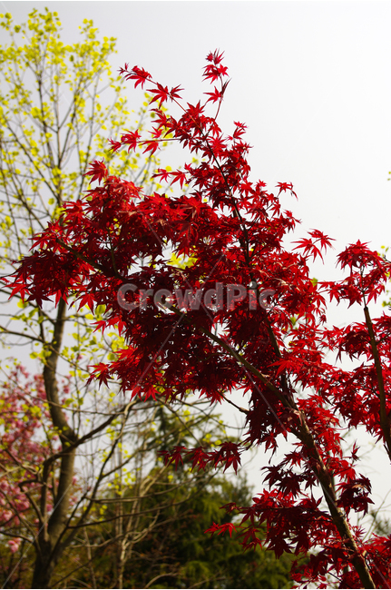 단풍,나무,식물,plants,nature,color,식물,자연,plants,nature