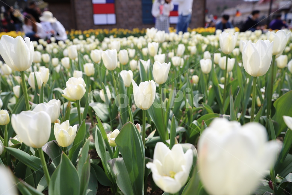 봄,튤립,꽃,식물,flower,spring,tulip,plant