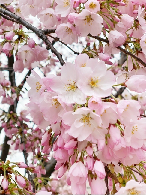 벚꽃,cherryblossoms,나무,벚꽃잎,벚꽃나무