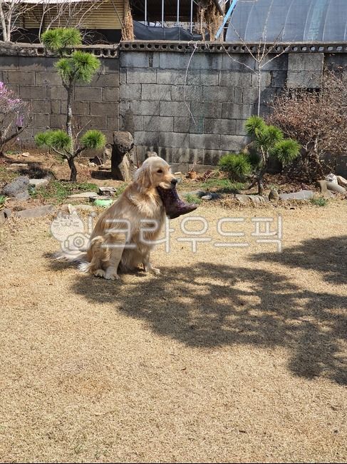 리트리버,강아지,대형견,골든리트리버,개,민들레,animal,dog,pet,goldenretriever,retriever