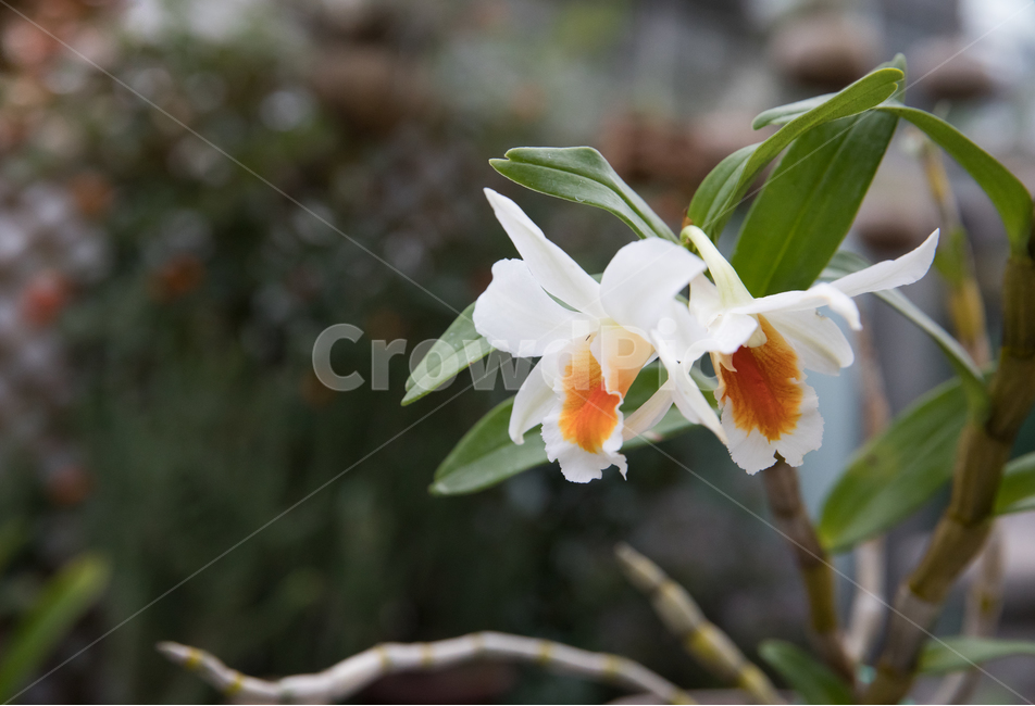 식물,꽃,야생화,계절,봄,봄꽃,들꽃,수선화,꽃밭,풀밭,plant,flower,blossom,옥외,하얀,흰꽃,식물,자연,plants,nature,꽃,flower