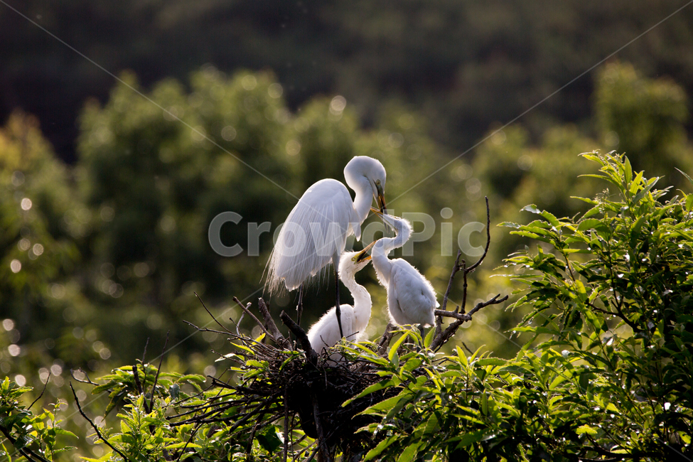 백로,가족사랑,새,동국대백로,아기백로,동물,animal,조류,새,birds
