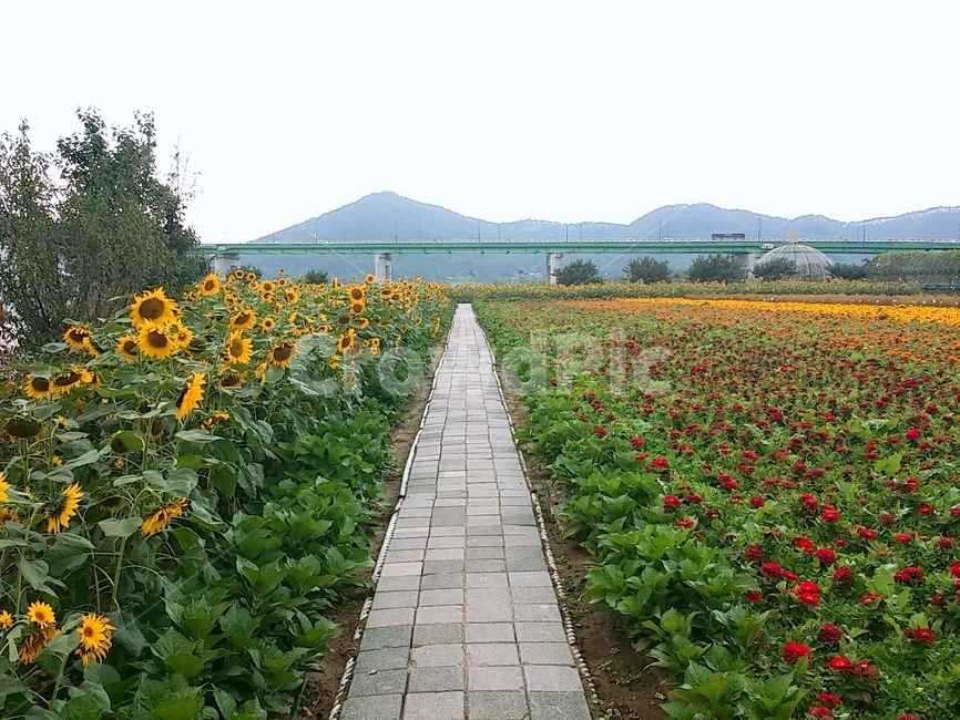 공주시,백제문화제,해바라기,백일홍,행사,축제,국화,꽃,sunflower,자연,nature,식물,plant,zinnia,festival,미르섬