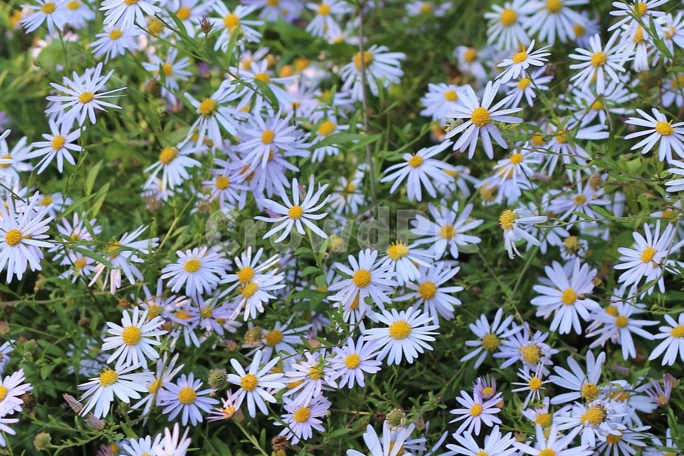 flower,꽃,blossom,개망초,계란꽃