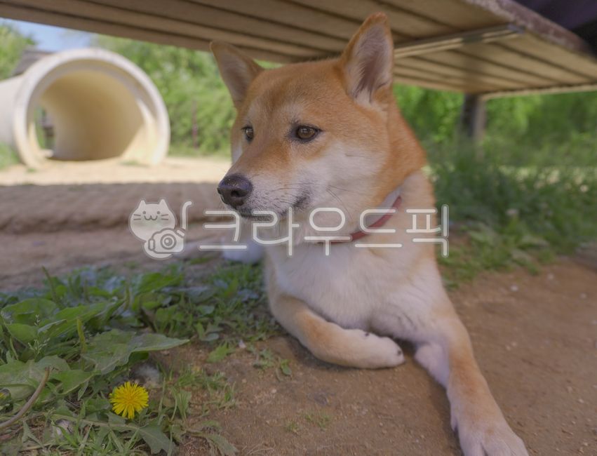 시바견,강아지,animal,동물,dog,개,pet,애완동물