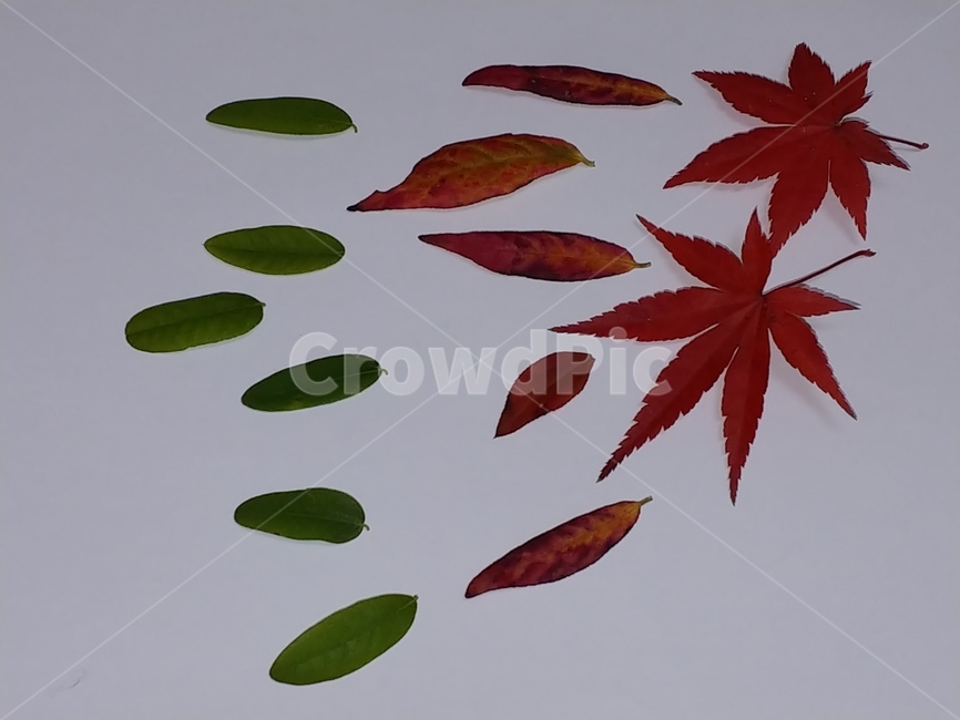 가을,단풍,나뭇잎,단풍잎,낙엽,잎,leaf,식물,나무,가을,계절,fall,autumn,season,plant