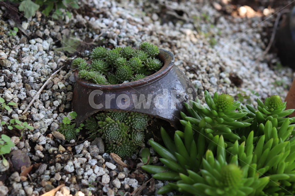 다육식물,다육,succulentplant,plant,식물,선인장,사막,건조,잎,줄기,화단,장독,항아리,자갈,취미,장식,재배,정원,다육이,실내용화초,화분,화초,house plant