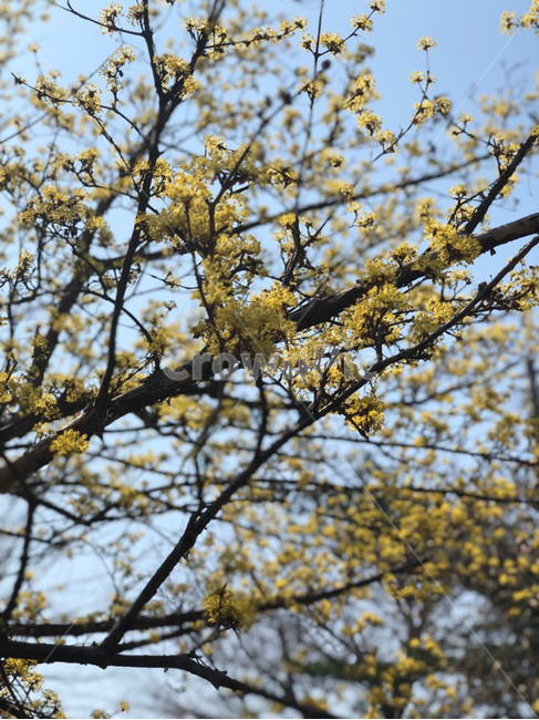 식물,꽃,plant,flower,blossom,봄,계절,spring,season,식물,자연,plants,nature,꽃,flower