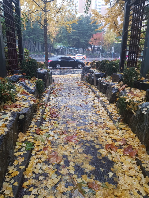 walkway,path,보도,단풍,잎,sidewalk,단풍길,가을,계절,fall,autumn,season