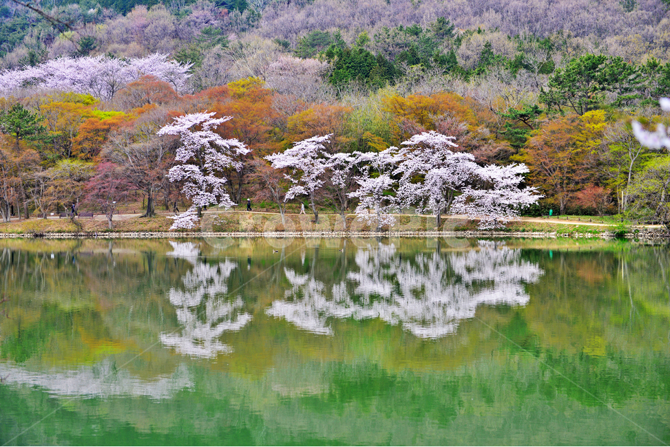 경남,창원,진해,내수면환경생태공원,공원,봄,꽃,봄꽃,벚꽃,반영,저수지,nature,자연,outdoors,옥외,plant,식물,flower,blossom,water,물,자연,풍경,nature,landscape