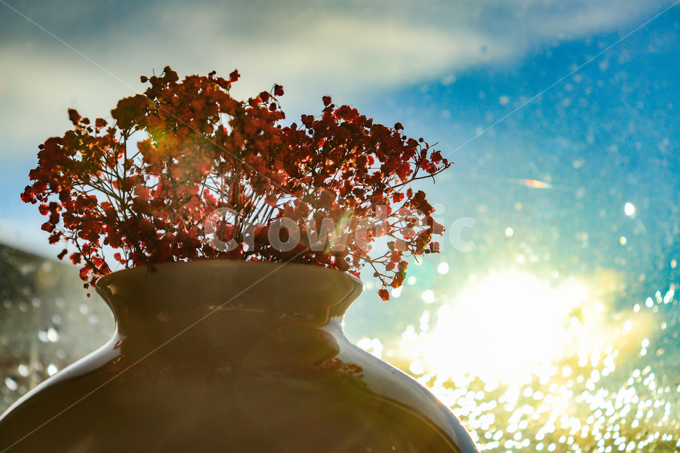 안개꽃,light,flower,꽃,식물,하늘