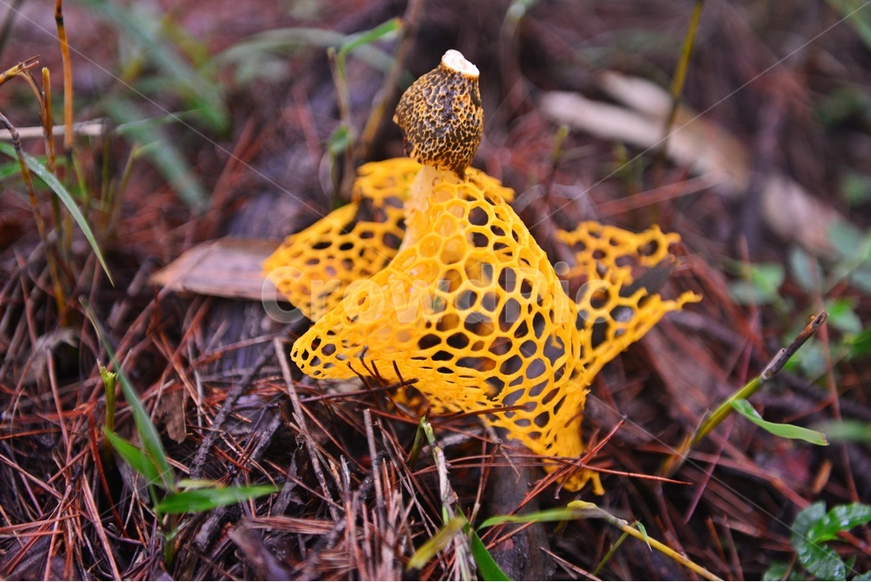 plant,식물,fungus,진균류,망태버섯,노랑망태버섯,버섯,포자,독버섯,노랑,노랑망태,그물망,망태,버섯,mushroom